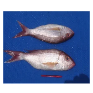 Ikan Kerapu Merah