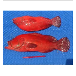 Red-Spotted Grouper