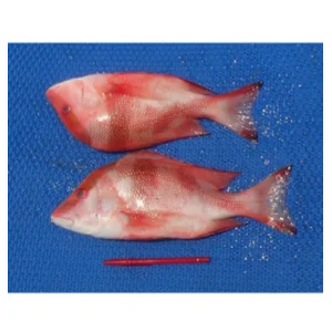 Ikan Shai Tao