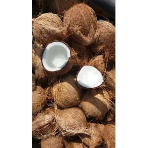 Buah Segar Kelapa Kupas ( Coconut )