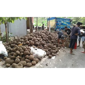 Umbi Umbian Porang