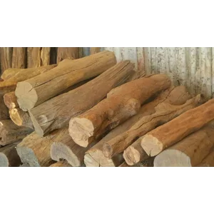 Kayu Mentah Cendana Kondisi Bersih