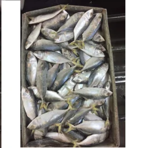 Ikan Kembung Segar