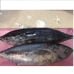 Baby Tuna