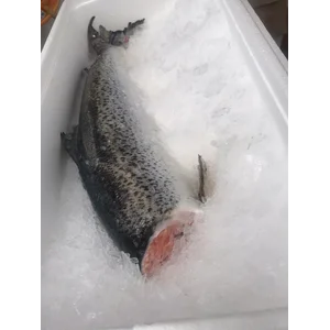 Salmon Headless RUM berat 1Kg