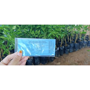 Bibit Jeruk Sambal Purworejo Berlabel dan Bersertifikat Bibit Jeruk Limau Sambal Kampung Benih Hortikultura