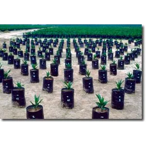 Plastik Polybag Untuk Tanaman Sawit Ukuran 40/20 cm x50 cm 