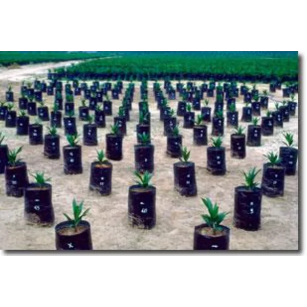 Plastik Polybag Untuk Tanaman Sawit Ukuran 40/20 cm x50 cm 