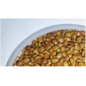 Kacangan Calopogonium Caeruleum (CC)