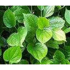 Kacangan Pueraria Javanica (PJ)