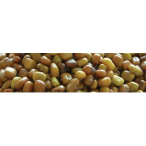 Kacangan Cover Crop Calopogonium Mucunoides (CM)