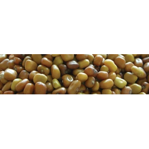 Kacangan Cover Crop Calopogonium Mucunoides (CM)