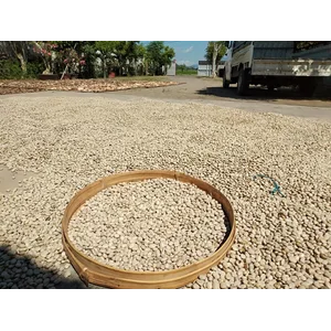 Benih Koro Benguk 10 gram 
