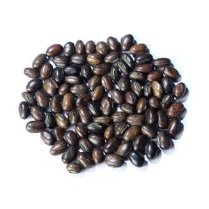 Kacangan Mucuna Bracteata / (MB) Lokal