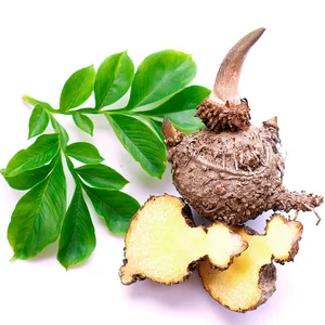 Konjac ( Porang Sweet Potato )