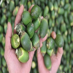 Fruit Betel Nut Areca Nut
