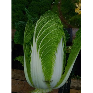Chiness Cabbage