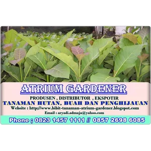 SEMUA BIBIT TANAMAN ADA