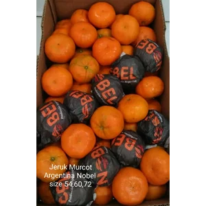 JERUK MURCOT ARGENTINA "NOBEL"