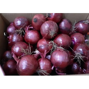 Bawang Bombay Red NZ APATUFARMS 60/80