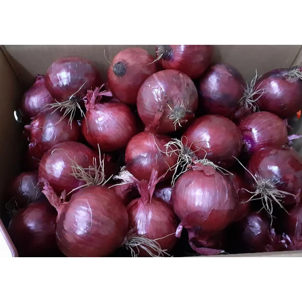 Bawang Bombay Red NZ APATUFARMS 60/80