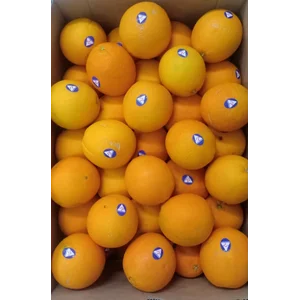 Jeruk Navel Aus " Orchard"