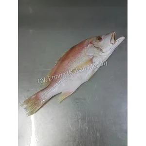 Kakap Merah