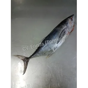 Ikan Tuna