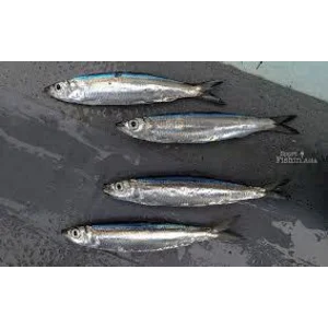Ikan Lemuru