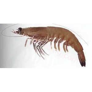 Udang King Prawn