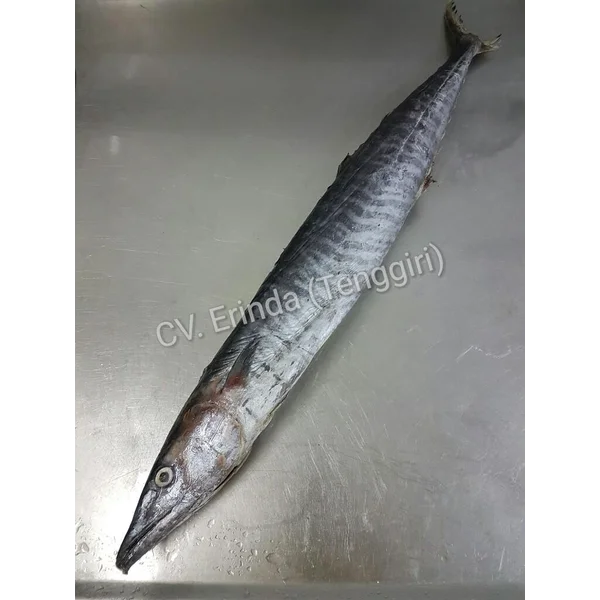Ikan Tenggiri