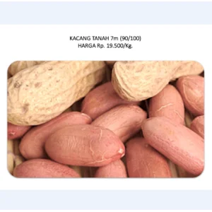 Kacang Tanah 7m