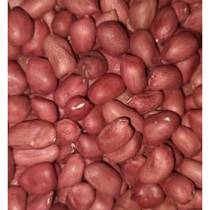Kacang Tanah Jenis Ob Merah