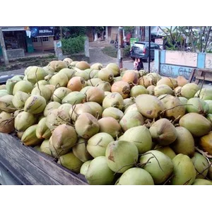 Buah Segar Kering Dan Beku Kelapa