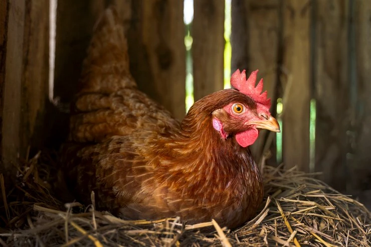 Keunggulan Cell Deck Kandang Ayam dalam Meningkatkan Kesehatan Ayam