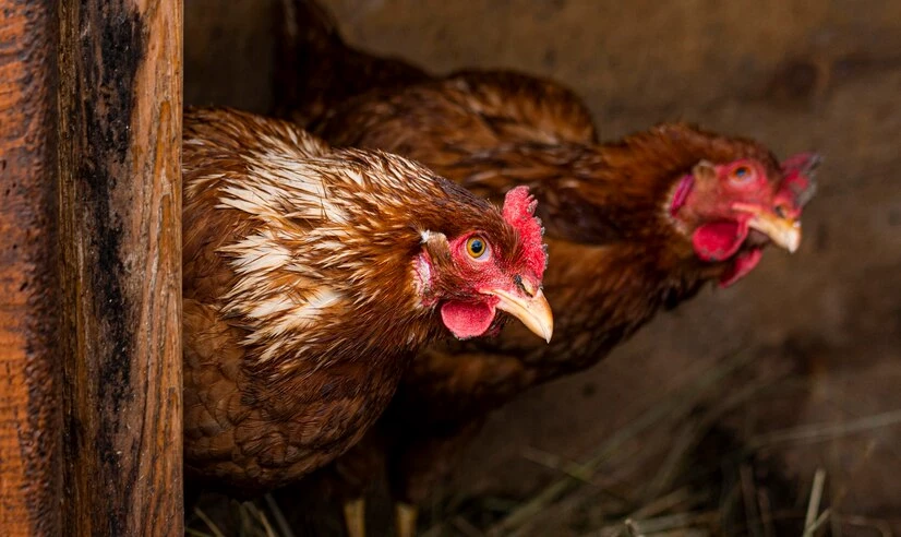 Teknologi Terkini dalam Pengembangan Cell Deck Kandang Ayam