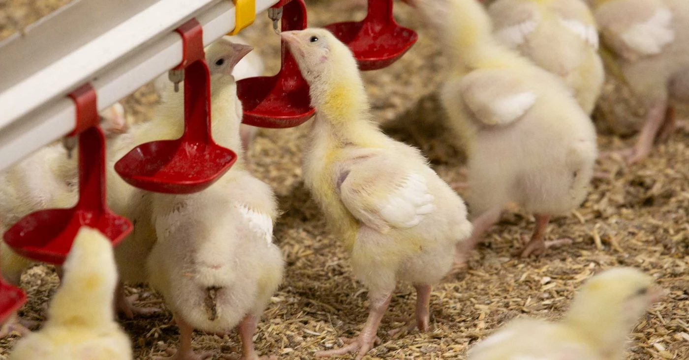 Berapakah Kisaran Harga Nipple Ayam Petelur Di Pasaran?