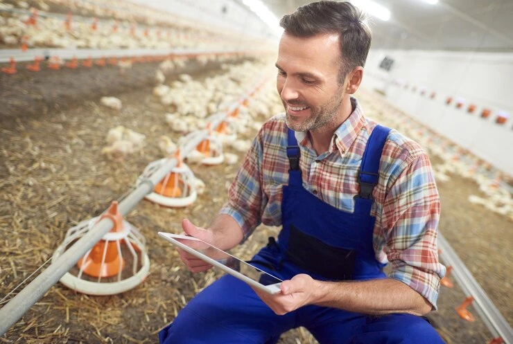 Teknologi Peternakan Ayam untuk Keberhasilan Bisnis