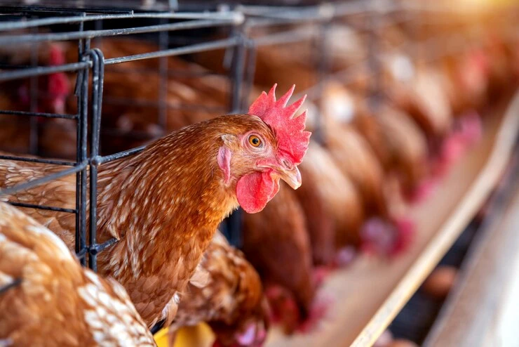 Mengoptimalkan Manfaat Penggunaan Cell Deck Kandang Ayam