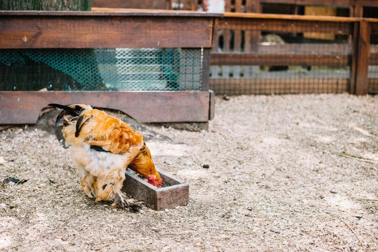 Cell Deck Kandang Ayam Membuka Era Inovasi dalam Peternakan Modern
